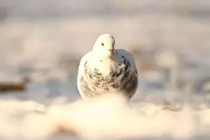 Thrush Prints: White pigeon in winter park