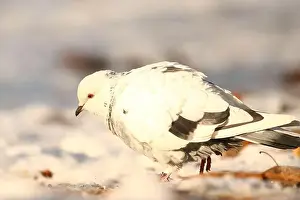 Thrush Prints: White pigeon in winter park