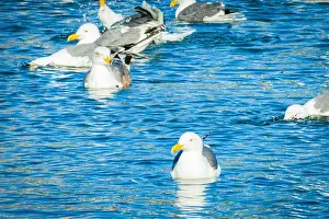 Outdoor Landscape Prints: White Pigeons Swimming in Blue Water