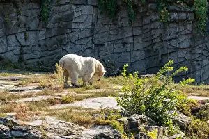 Earthy Prints: A white polar bear is walking on a rocky hillside