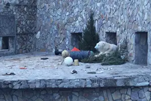 Snowfield Prints: White polar bear in the zoo enclosure. Winter predators