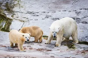 Sibling Prints: White polar bears
