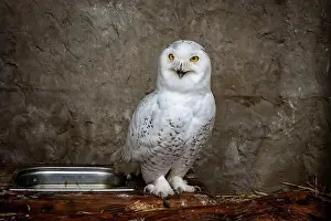 Wounded Prints: White polar owl with surprised face breathes like a dog moving tongue with open beak