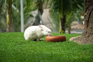 Domestic Animals Prints: white rabbit picture eating food