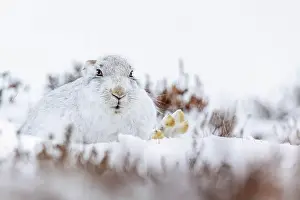 Wonderland Prints: A white rabbit resting in Mountain Hare in the snow in Scotland