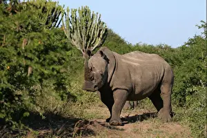 Kwazulu Natal Prints: White Rhino with its head turned looking towards the camera standing amongst green vegetation