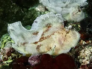 Camouflaging Prints: A white rocking fish (Taenianotus triacanthus)