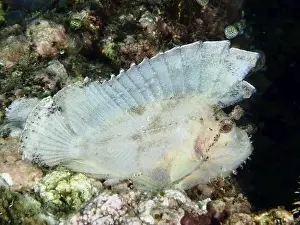 Lies Prints: White rocking fish (Taenianotus triacanthus)