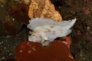 Scorpionfishes Prints: A white rocking fish (Taenianotus triacanthus) among colourful sea sponges