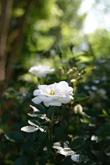 Harmonious Prints: WHITE ROSE IN GARDEN SETTING