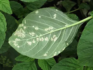 Pathogen Prints: White rust, Albugo bliti, blisters on the upper surface of amaranth or pigweed leaves