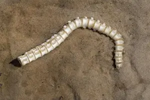 Coastal Area Prints: White, segmented sea creatures skeleton lays over a sandy shoreline during daylight hours