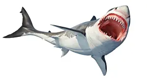 Jaws Prints: White shark marine predator big open mouth. Isolated background. 3D rendering