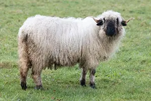 Contrasts Prints: A white sheep with a black beak