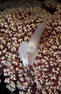 Alcyonaria Prints: White snapping shrimp on flowery soft coral, Lembeh Strait, North Sulawesi, Indonesia