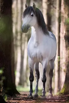 Ungulate Prints: White Spanish stallion in the woods
