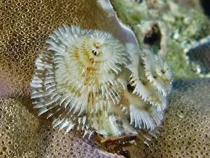 Cnidaria Prints: White, spiral-shaped worms, Indo-Pacific Christmas tree worm (Spirobranchus corniculatus)
