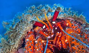 Decapod Prints: White Spotted Hermit Crab, Left-handed Hermit Crab