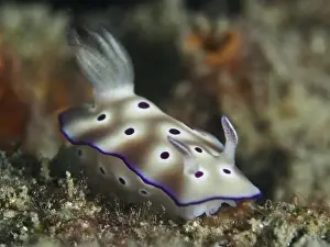 Sea Animal Prints: White spotted nudibranch, magnificent star snail (Hypselodoris tryoni)