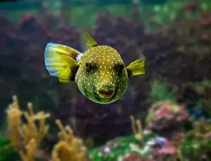 Porcupinefish Prints: White-spotted puffer, Whitespotted blaasop or Stripedbelly blowfish (Arothron hispidus)
