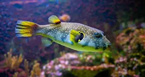 Porcupinefish Prints: White-spotted puffer, Whitespotted blaasop or Stripedbelly blowfish (Arothron hispidus)