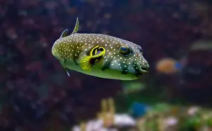 Porcupinefish Prints: White-spotted puffer, Whitespotted blaasop or Stripedbelly blowfish (Arothron hispidus)