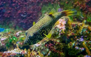 Porcupinefish Prints: White-spotted puffer, Whitespotted blaasop or Stripedbelly blowfish (Arothron hispidus)