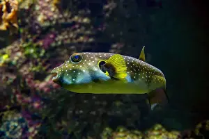 Porcupinefish Prints: White-spotted puffer, Whitespotted blaasop or Stripedbelly blowfish (Arothron hispidus)