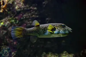 Porcupinefish Prints: White-spotted puffer, Whitespotted blaasop or Stripedbelly blowfish (Arothron hispidus)