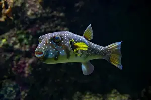 Porcupinefish Prints: White-spotted puffer, Whitespotted blaasop or Stripedbelly blowfish (Arothron hispidus)