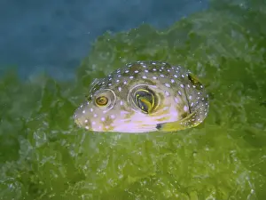 Trunkfishes Prints: White-spotted pufferfish (Arothron hispidus) juvenile with spots swimming near green vegetation
