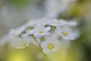 Nature Collection: White Spring Flowers on Old Vintage Background.Beautiful Nature Wallpaper.Web Banner for design.Art