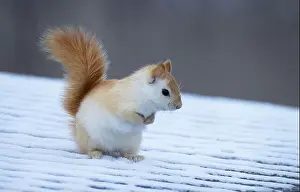 Single Animal Prints: White squirrel (leucistic red squirrel) on top of a roof on a cold winter morning in Canada