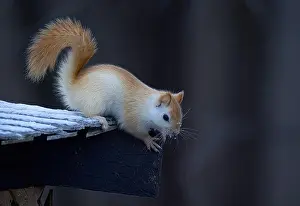 Single Animal Prints: White squirrel (leucistic red squirrel) on top of a roof on a cold winter morning in Canada