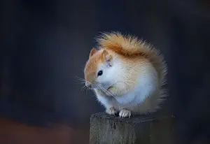 Single Animal Prints: White squirrel (leucistic red squirrel) sitting on a post on a cold winter morning in Canada