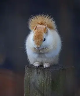Single Animal Prints: White squirrel (leucistic red squirrel) sitting on a post on a cold winter morning in Canada