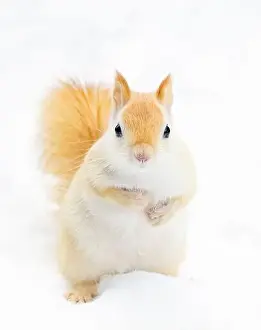 Single Animal Prints: White squirrel (leucistic red squirrel) standing in the snow on a cold winter morning in Canada