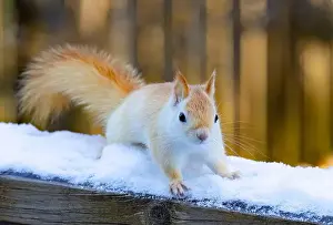Single Animal Prints: White squirrel (leucistic red squirrel) standing in the snow on a cold winter morning in Canada