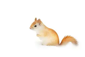 Single Animal Prints: White squirrel (leucistic red squirrel) standing in the snow on a cold winter morning in Canada