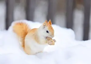 Single Animal Prints: White squirrel (leucistic red squirrel) standing in the snow eating a peanut on a cold winter morning in Canada