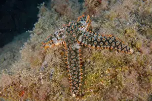 Echinoderm Prints: White starfish (Coscinasterias tenuispina) resting on an algae-covered substrate