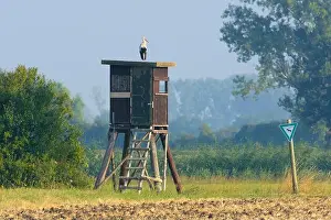 Temperate Prints: White Stork (Ciconia ciconia) on Hunting blind in Nature Reserve, Hesse, Germany, Europe