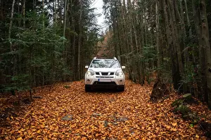 Free Space Prints: white suv car at trail road in autumn forest