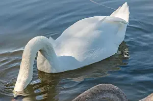 Upside Down Prints: White swan on dark water dives in search of food in shallow river