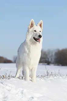 Long Haired Prints: White Swiss Shepherd / Dog Berger blanc Suisse standing in snow