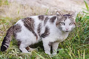 Tabby Prints: White with tabby spots cat on grass background