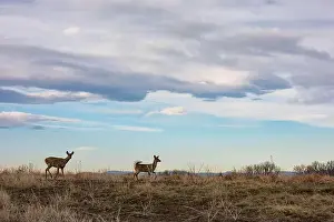 White Tailed Prints: White-tailed deer on alert at Rocky Mountain Arsenal NWR