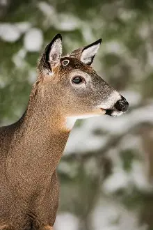 White Tailed Deer Prints: White-tailed deer buck with wound from recently shed antlers