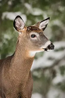 White Tailed Deer Prints: White-tailed deer buck with wound from recently shed antlers