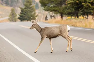 Virginia Deer Prints: White-tailed Deer crossing a highway in Yellowstone National Park, Wyoming, USA